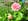 - image: 12