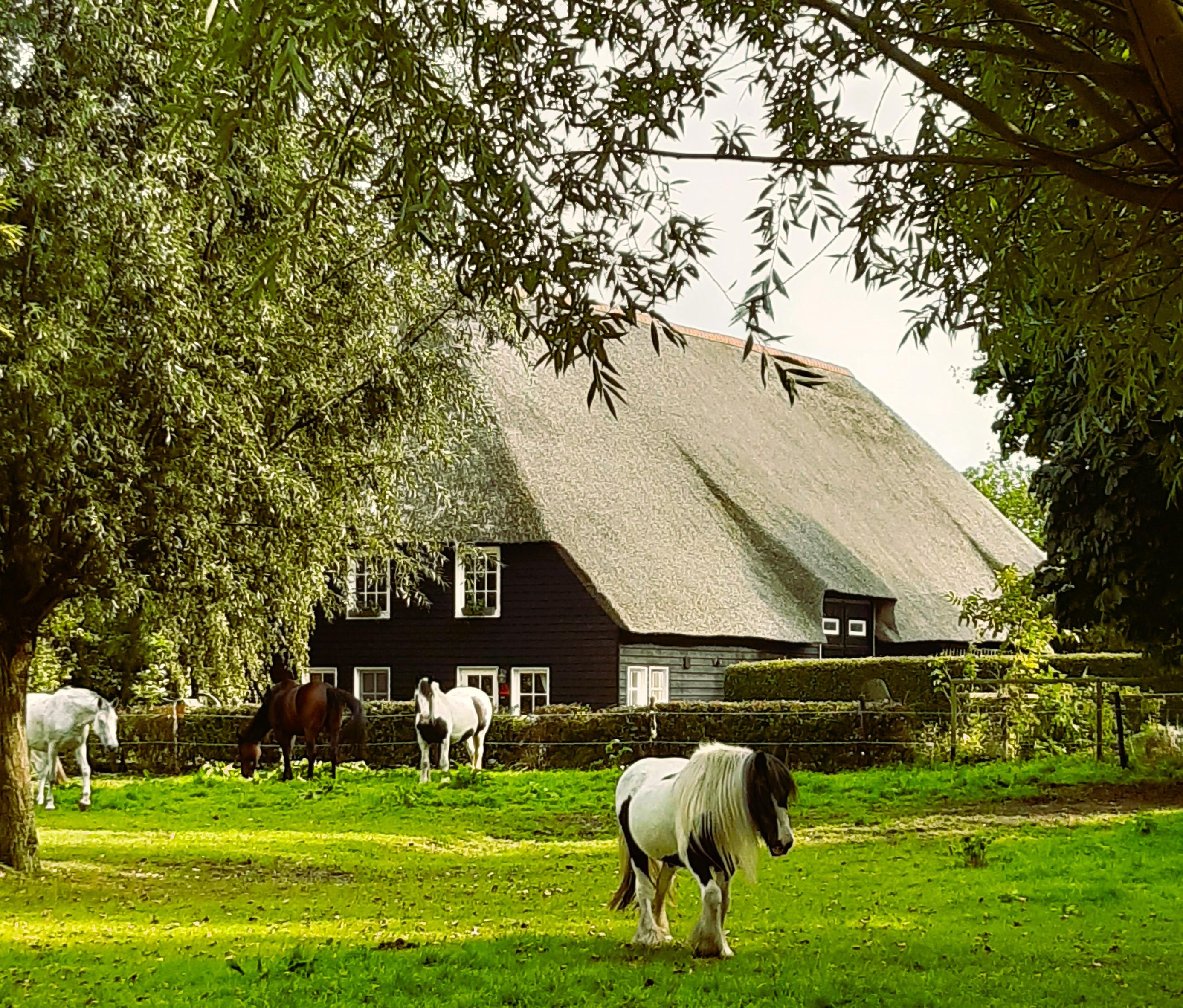 Natuurhuisje in IJzendijke