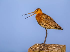 Maison nature dans Rijssen