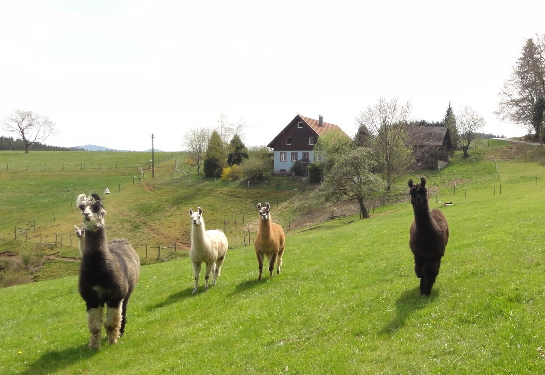 Maison nature à Biederbach