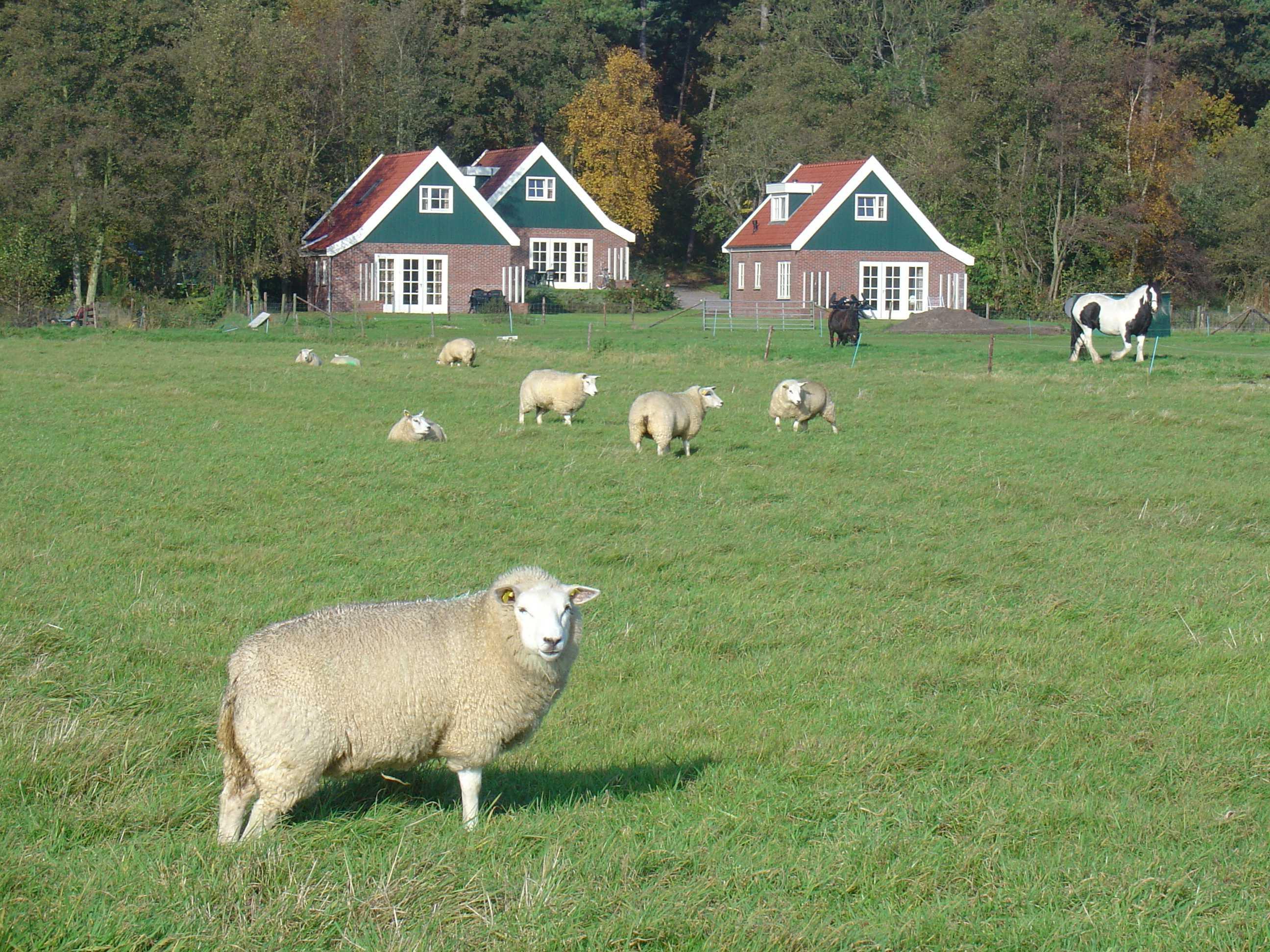 Maison nature à Den Burg