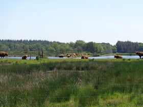 Naturhäuschen in Fochteloo