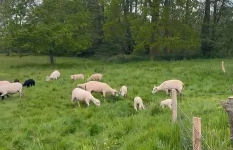 Vakantiehuis in Ankeveen — foto 3