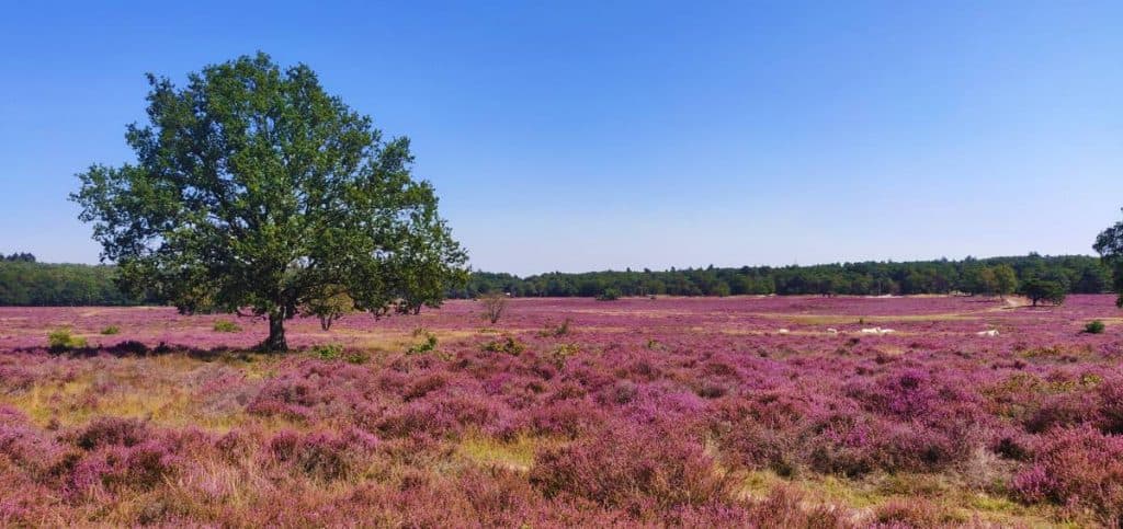 Nature house in Breda