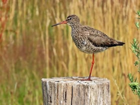 Casa nella natura a Rijssen