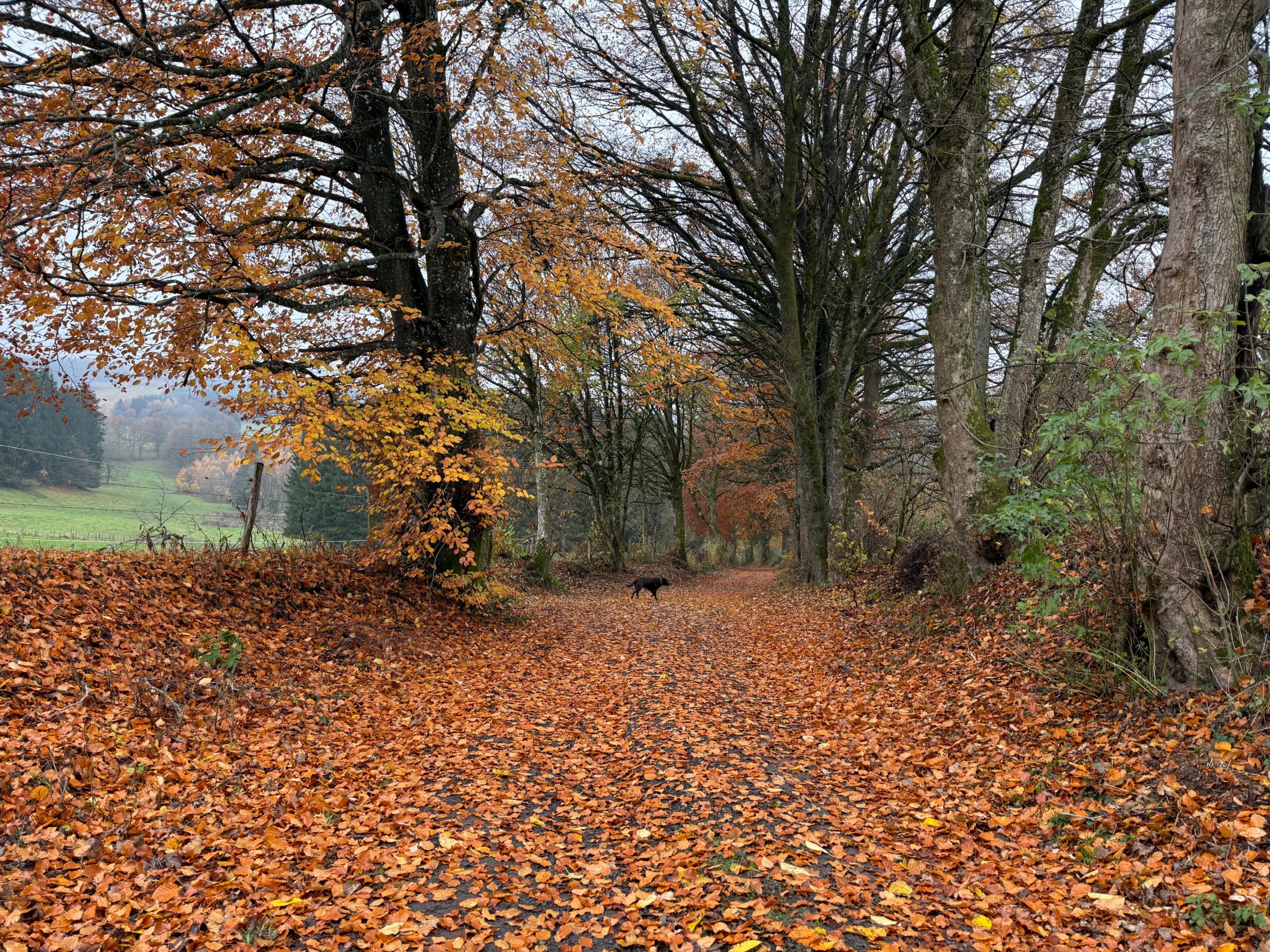 Natuurhuisje in Fraiture/Vielsalm
