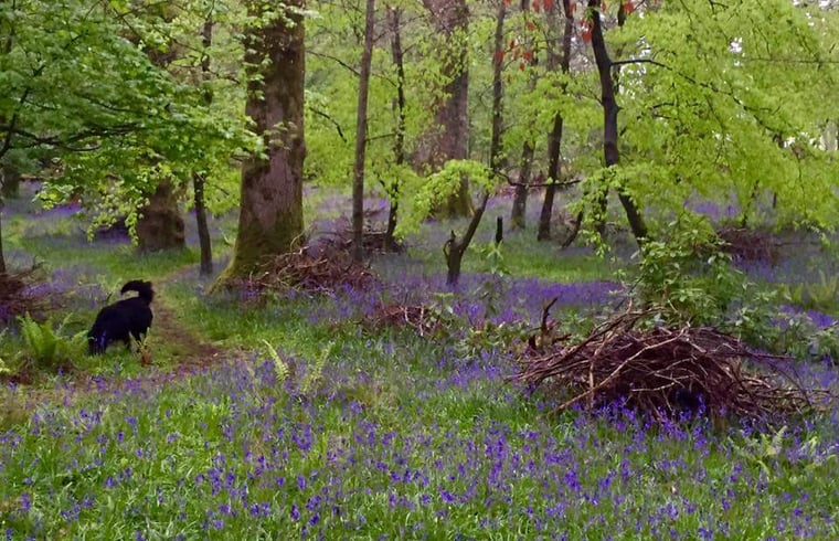 Boerderij in Killarney — foto 3