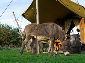 Natuurhuisje in Zennewijnen