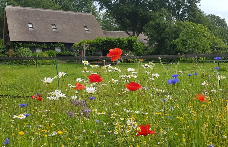 Natuurhuisje in Ruinen