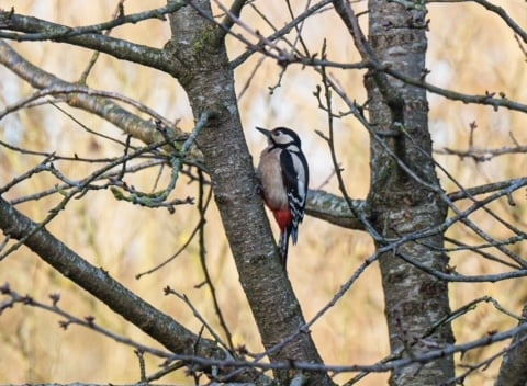 Natuurhuisje in Empe - thumbnail: 36: 36