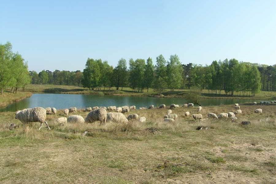 Nature house in Boswachterij Dorst