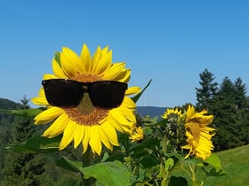 Naturhäuschen in Herrischried Baden-Württemberg