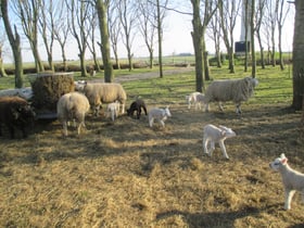 Natuurhuisje in Haringhuizen