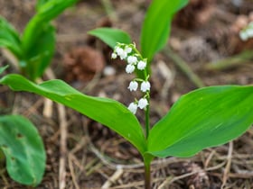 Casa nella natura a Luyksgestel