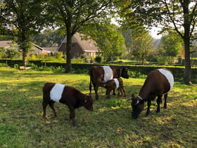 Natuurhuisje in Lettele