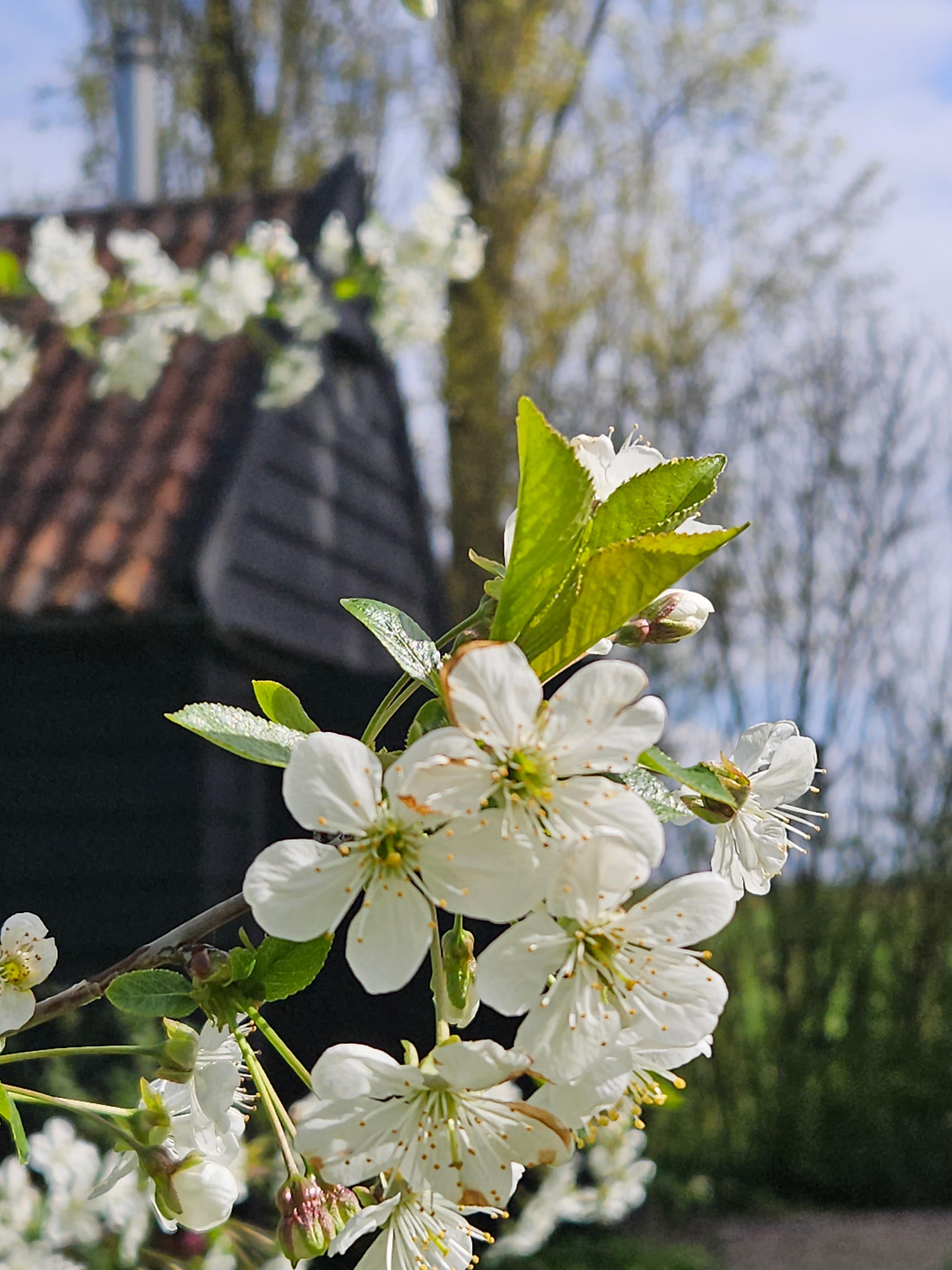 Nature house in Kerkwerve