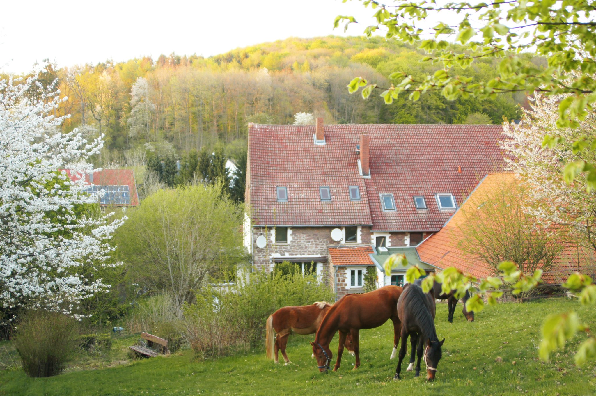 Cottages Kalletal - Holiday homes & villas | Nature.house