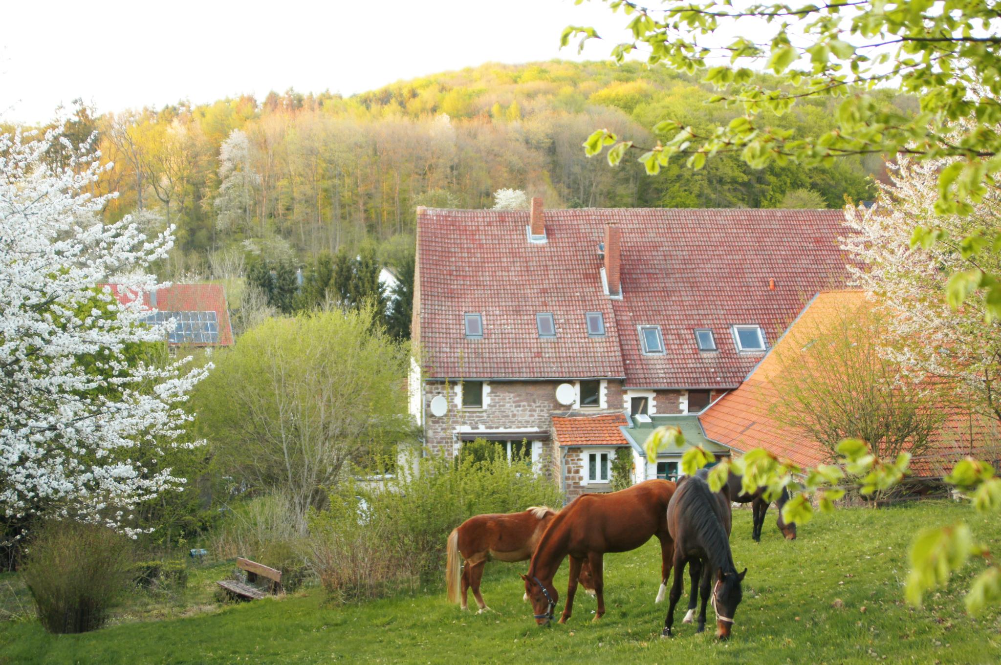 Nature house in Kalletal-Heidelbeck