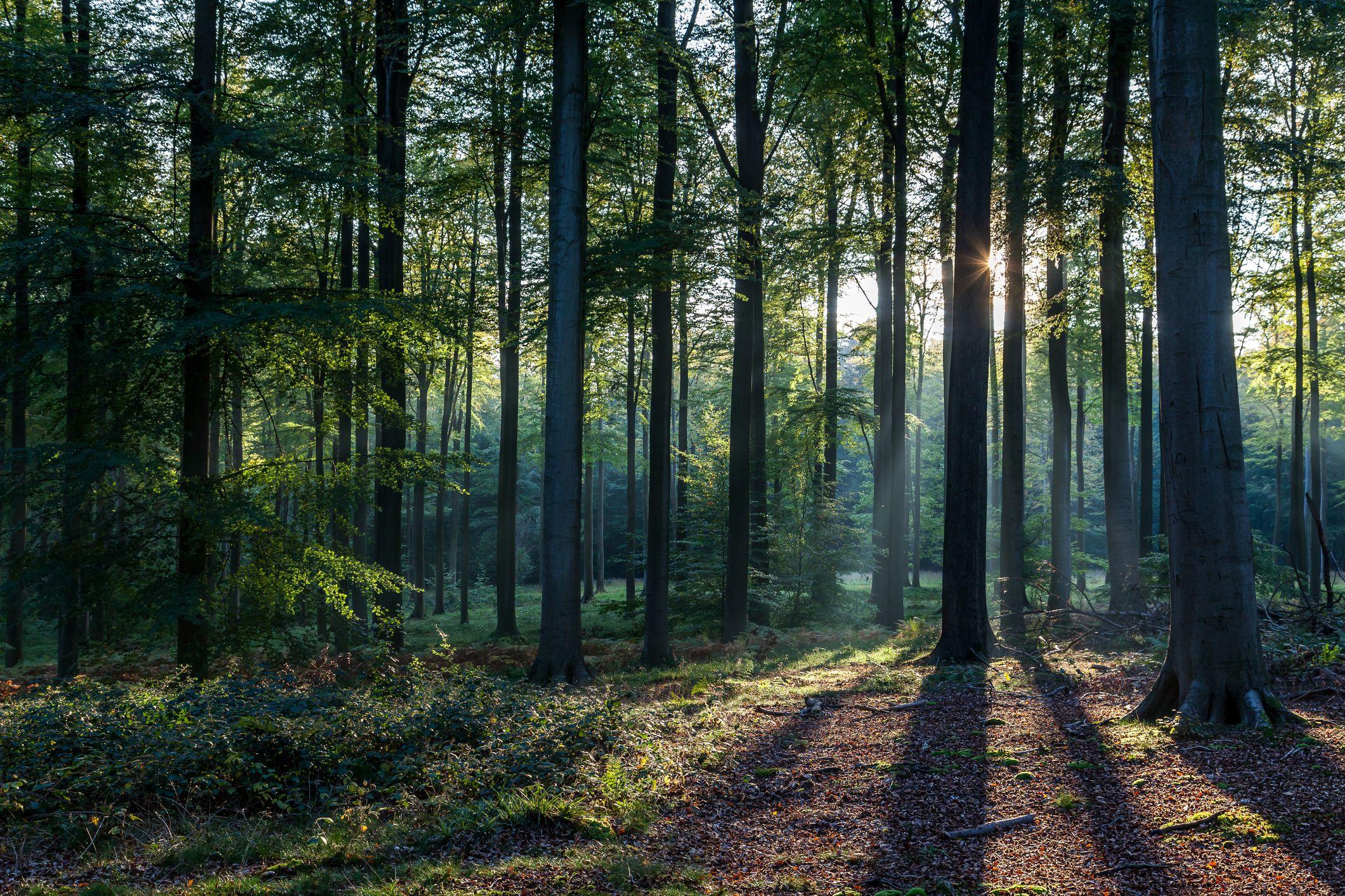 Nature house in Breda