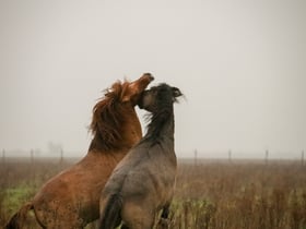 Naturhäuschen in Asten