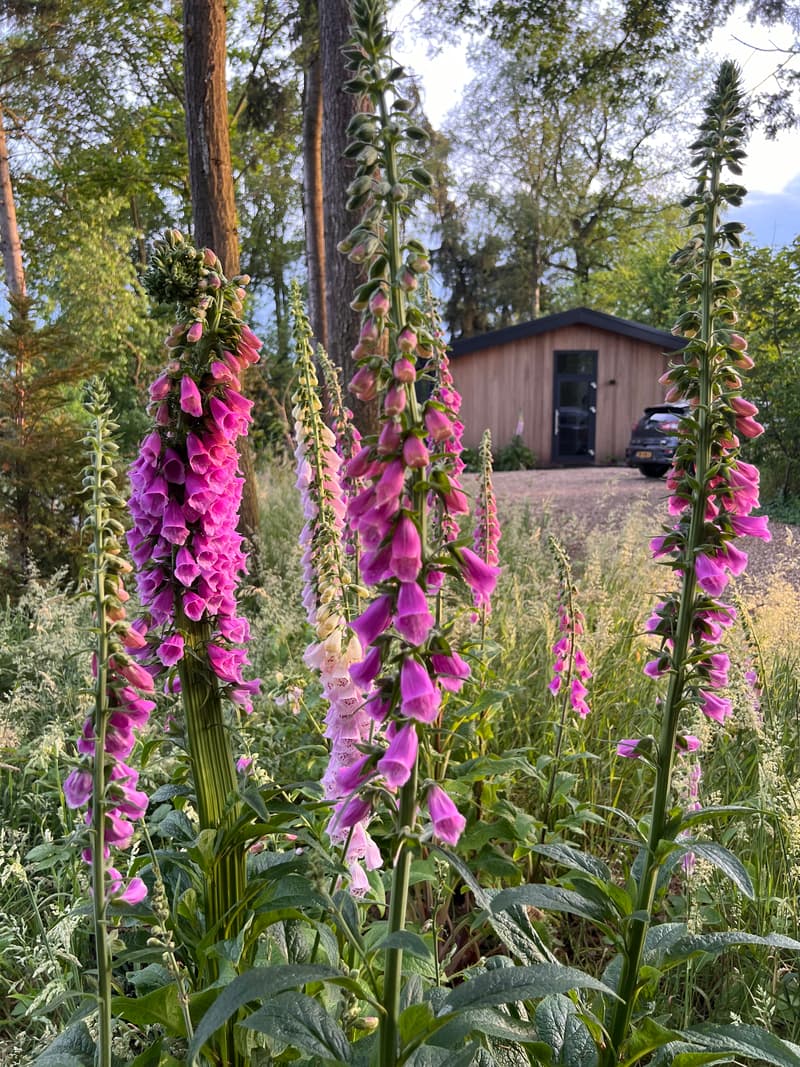 Nature house in Diepenheim