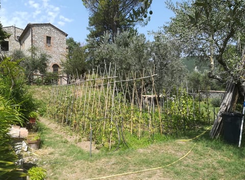Natuurhuisje in Lugnano in Teverina: 17