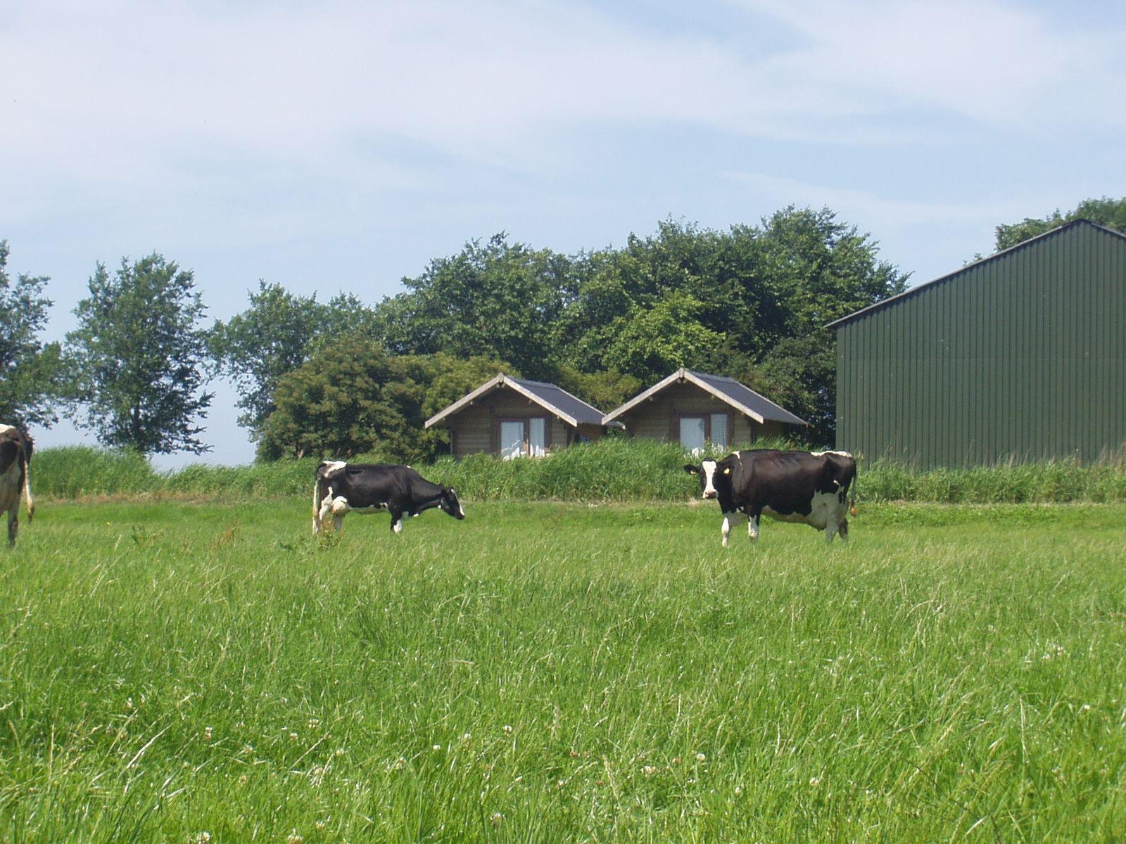 Natuurhuisje in Nijhuizum