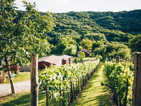 Natuurhuisje in Zalacsány