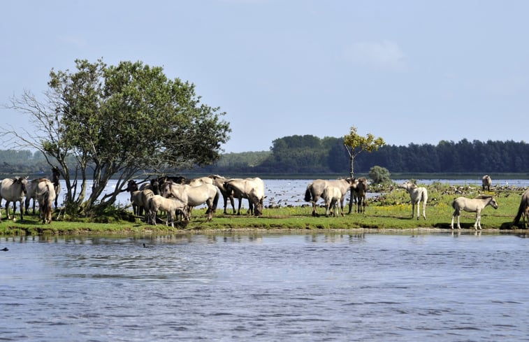 Natuurhuisje in Oostmahorn