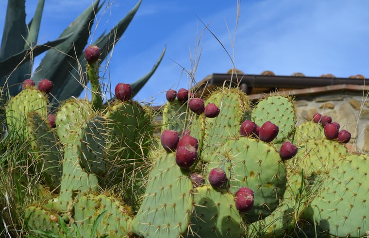 Landhuis in Panicale — foto 3
