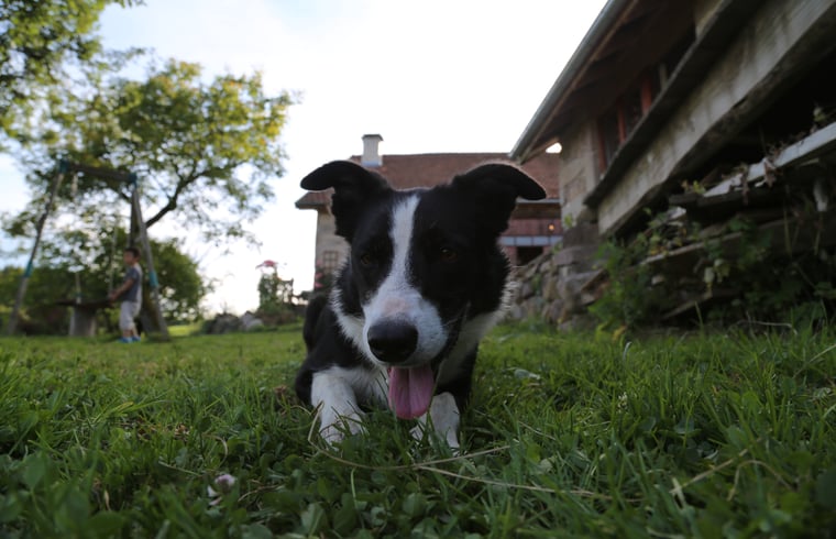 B&B in La Longine — foto 3