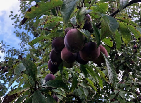 Natuurhuisje in Empe - thumbnail: 29: 29