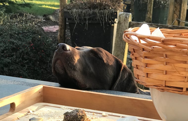 Vakantiehuis in Fraiture-Vielsalm — foto 1