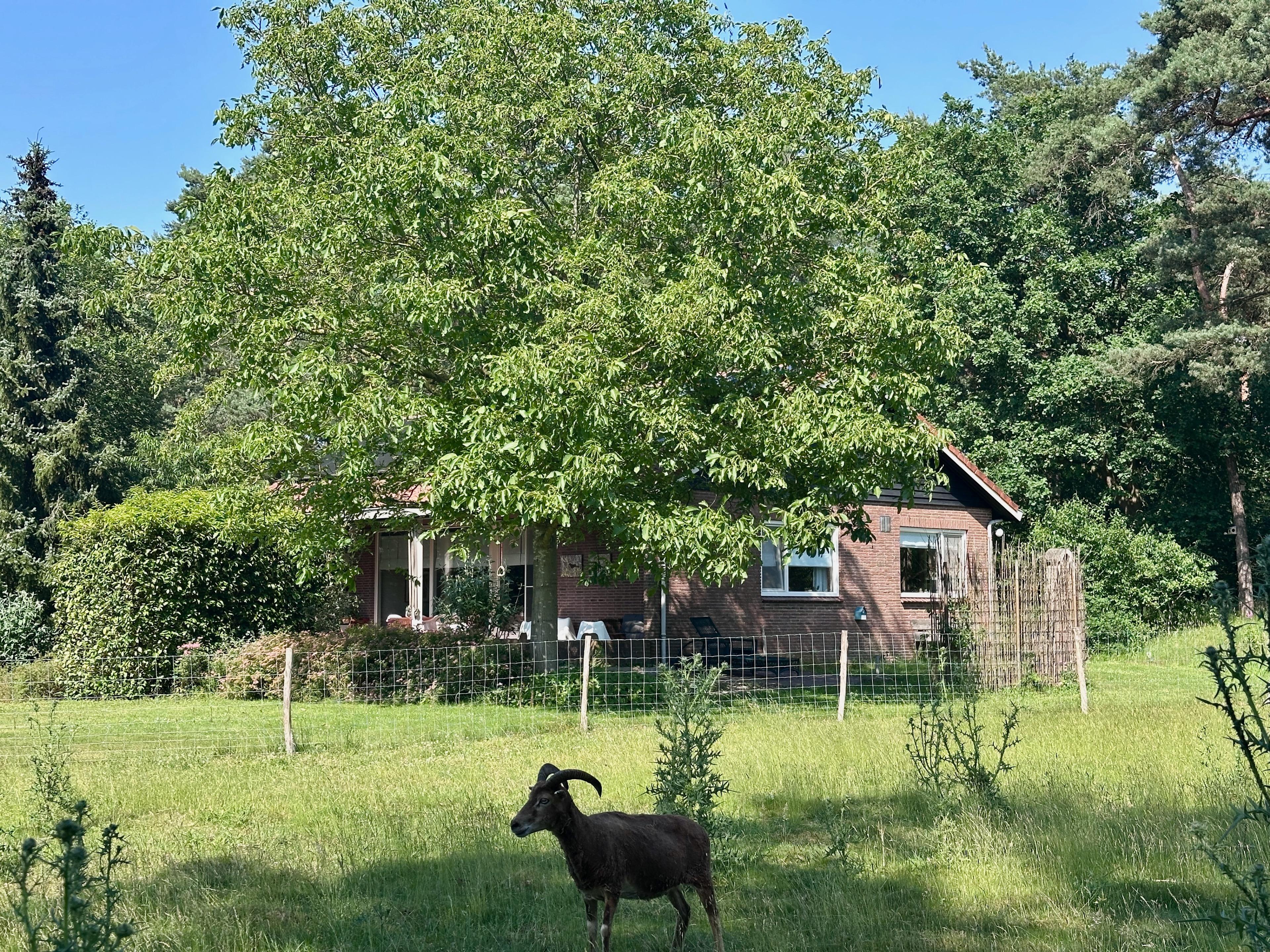 Nature house in Joppe