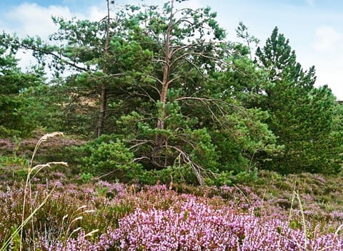 Casa naturaleza en Rømø: 31