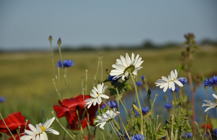 Vakantiehuis in De Cocksdorp — foto 2